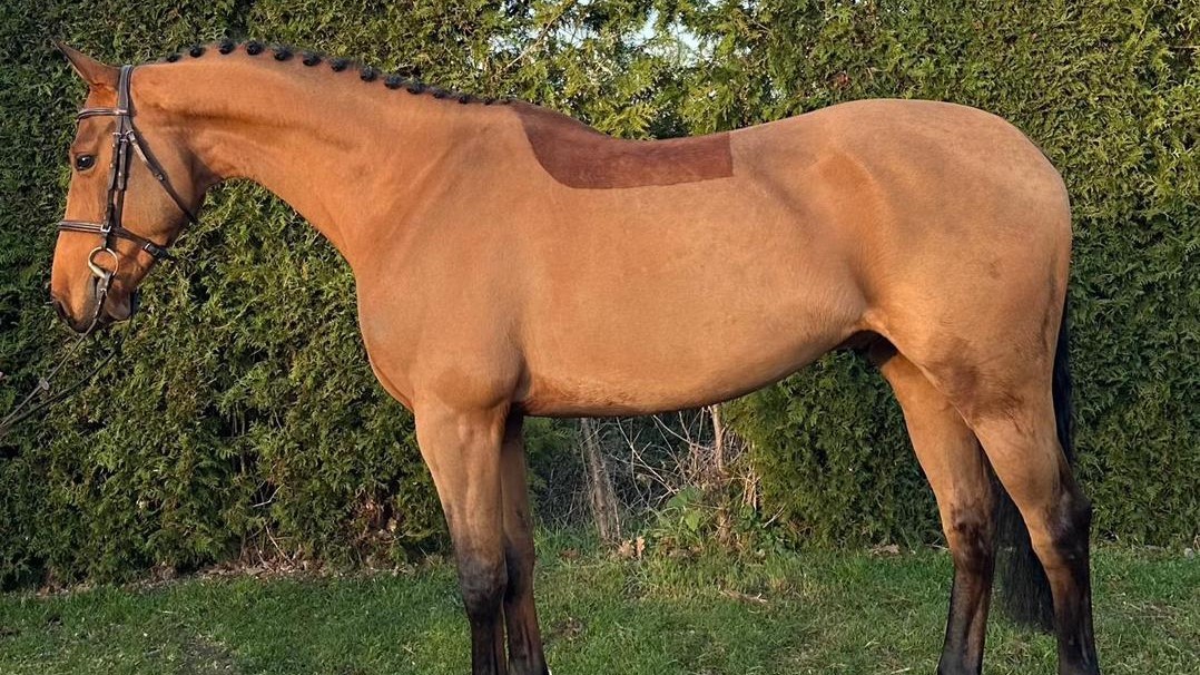 horse